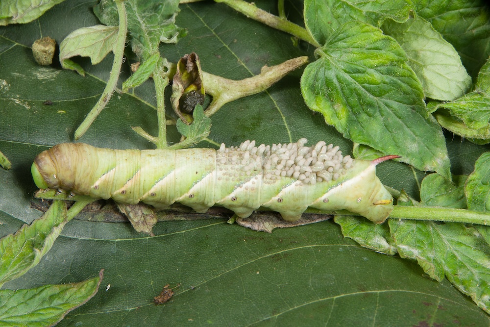 hornworm wasp larvae parasitic wasp insect pest