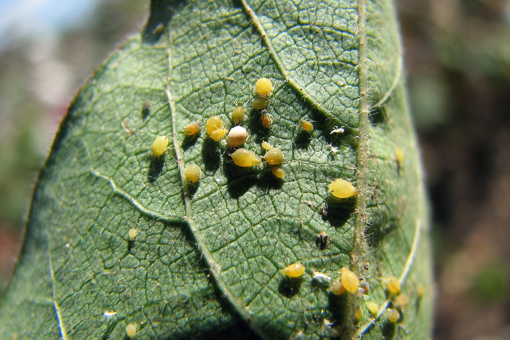 Aphid pests for physical control methods