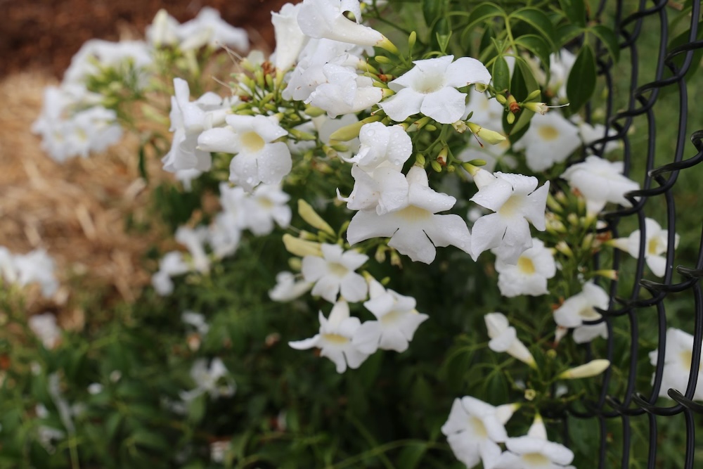 Australian native garden plant Flat White™ Pandorea jasminoides ‘PJ01’ PBR