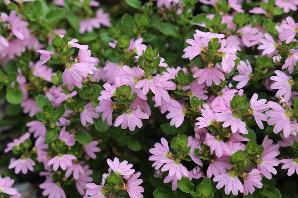 Australian native plant for clay soil Pink Fusion™ Scaevola spp. ‘PFS200’ (PBR Intended)