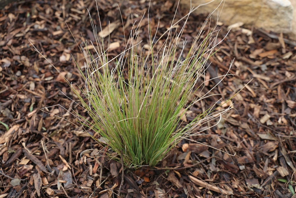 Cute Australian native grass Rustic Poa spp. ‘POL11’ Intended
