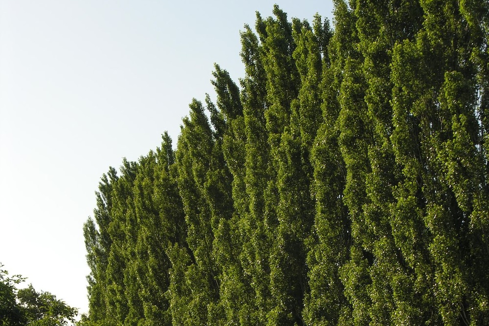 Cypress tall tree hedge for clay soil