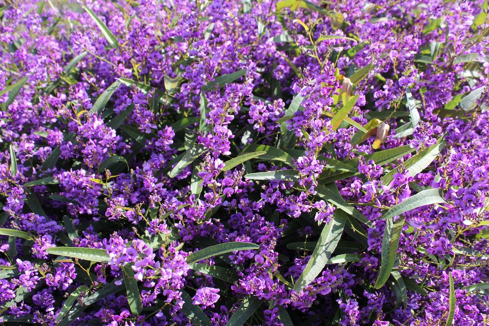 Flowering ground cover Meema™ Hardenbergia violacea ‘HB1’ PVR