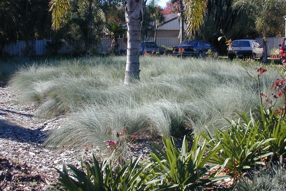 Garden grass rustling sounds in the wind, Kingsdale™ Poa poiformis ‘PP500’ PBR