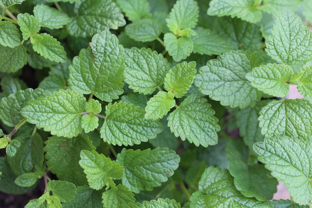 Herbs for therapeutic horticulture and physical disabilities - lemon balm - Lemzest™ Melissa officinalis ‘LB01’ PBR