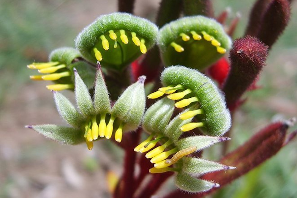 Kangaroo paw open flowers for pollinators ‘Regal Velvet’Anigozanthos hybrid