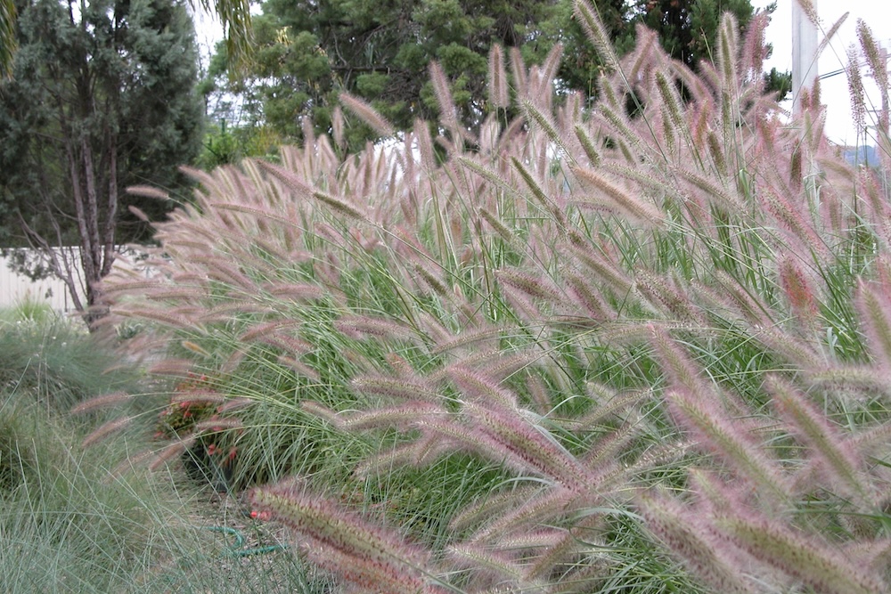 Low maintenance Australian native grass Purple Lea® Pennisetum alopecuroides ‘PA400’ PBR