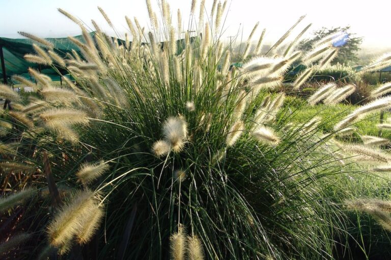 The Guide to Native Australian Ornamental Grasses