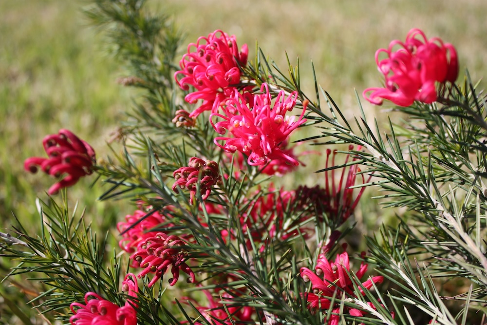 Melbourne flowers to plant in autumn - Crimson Villea™ Grevillea rosmarinifolia ‘H16’ PBR