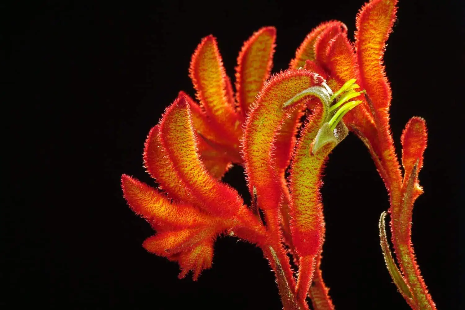 Melbourne flowers to plant in spring - Amber Velvet’ Anigozanthos hybrid