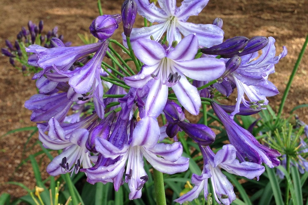 Melbourne flowers to plant in spring - Buccaneer™ Agapanthus hybrid ‘AMDB002’ PBR