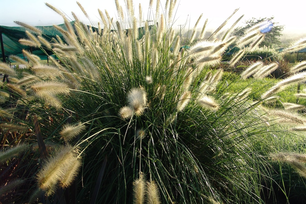 Native Australian grass Cream Lea® Pennisetum alopecuroides