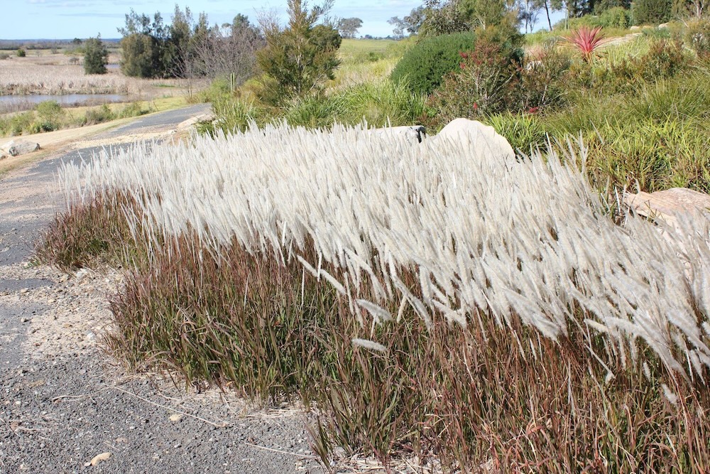 Native Australian running grass Yalba™ Imperata cylindrica