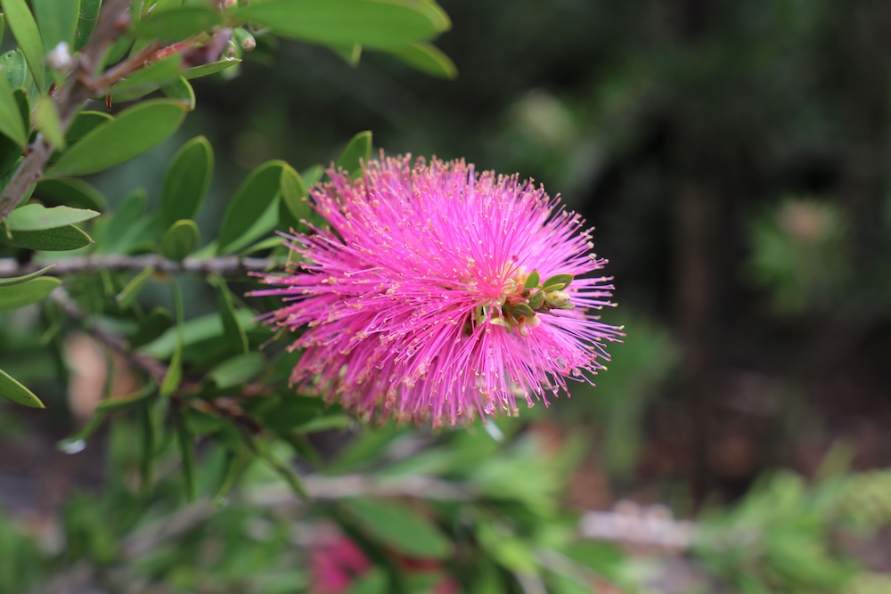 Native plants for Australian garden design - Fluro Burst™ Callistemon spp ‘CNU19’ PBR