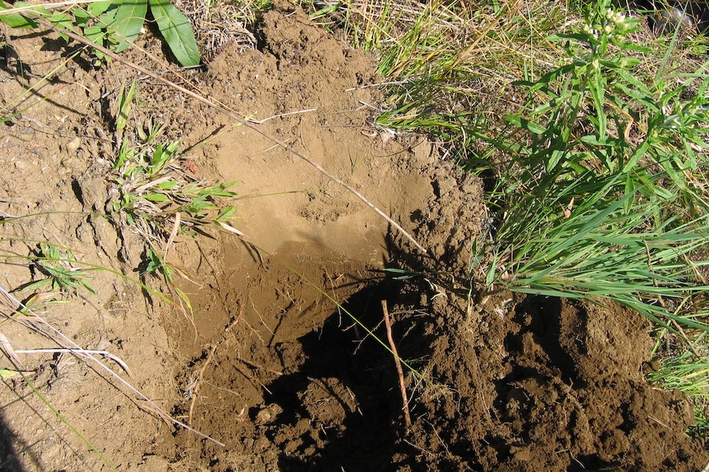 Sandy soil for Australian native plants