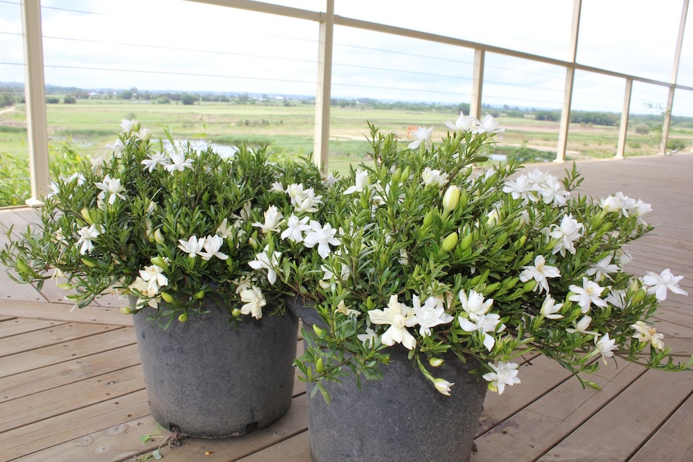 Sensory garden scented plant, O So Fine™ Gardenia augusta ‘KEN04’ PBR