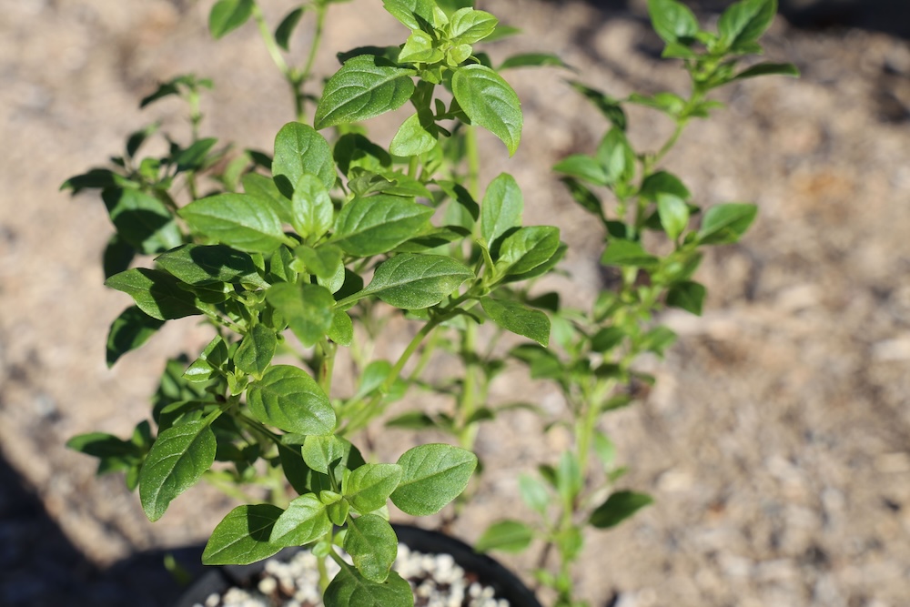 Sensory garden therapeutic horticulture plant for children, Greek basil, Gusto™ Ocimum minimum ‘GB03’ PBR_files