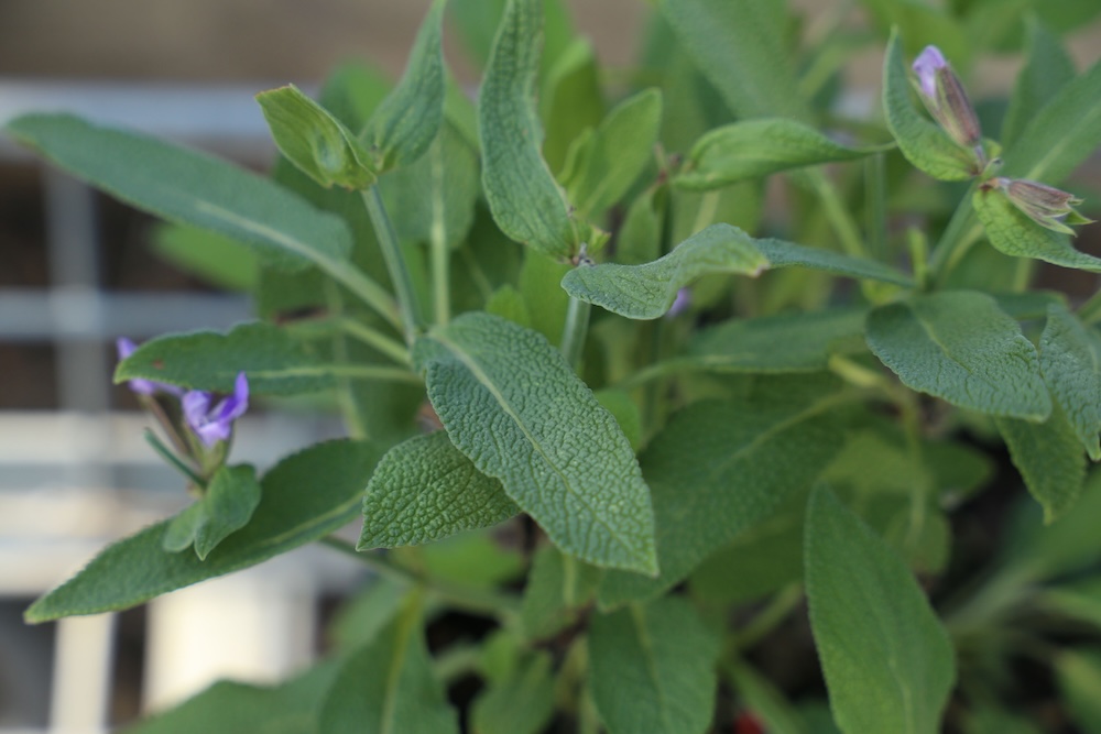 Sensory gardens - touch - rough leaves - Absolute™ Salvia officinalis‘SAL04’ PBR