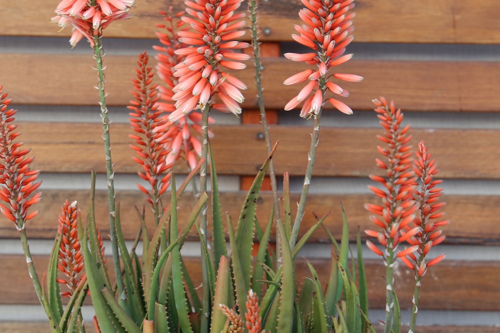 Sensory gardens - touch - soft and prickly - Mighty Coral™ Aloe hybrid ‘AL04’ PBR