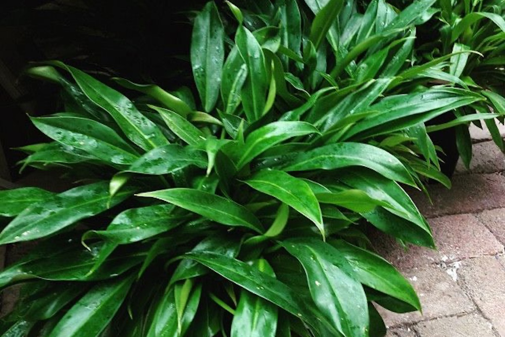 Shade-loving plant Little Phil™ Philodendron species ‘PHIL01’ PBR