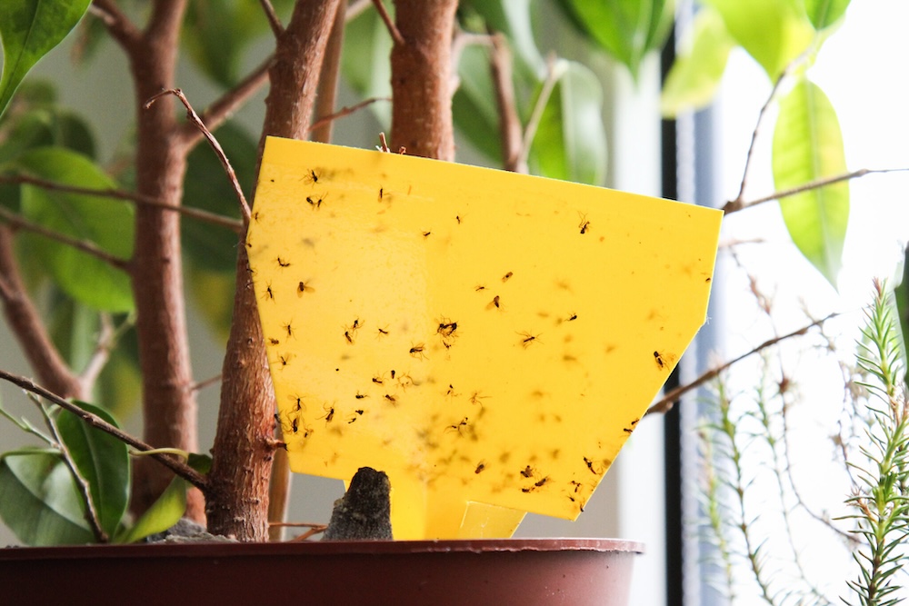 Sticky trap physical control for insect pests