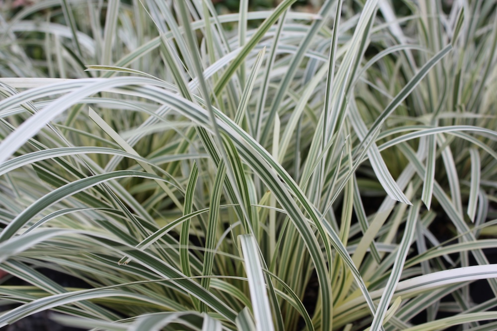 Strappy-leafed Great White™ Lomandra longifolia ‘MURU’ PBR