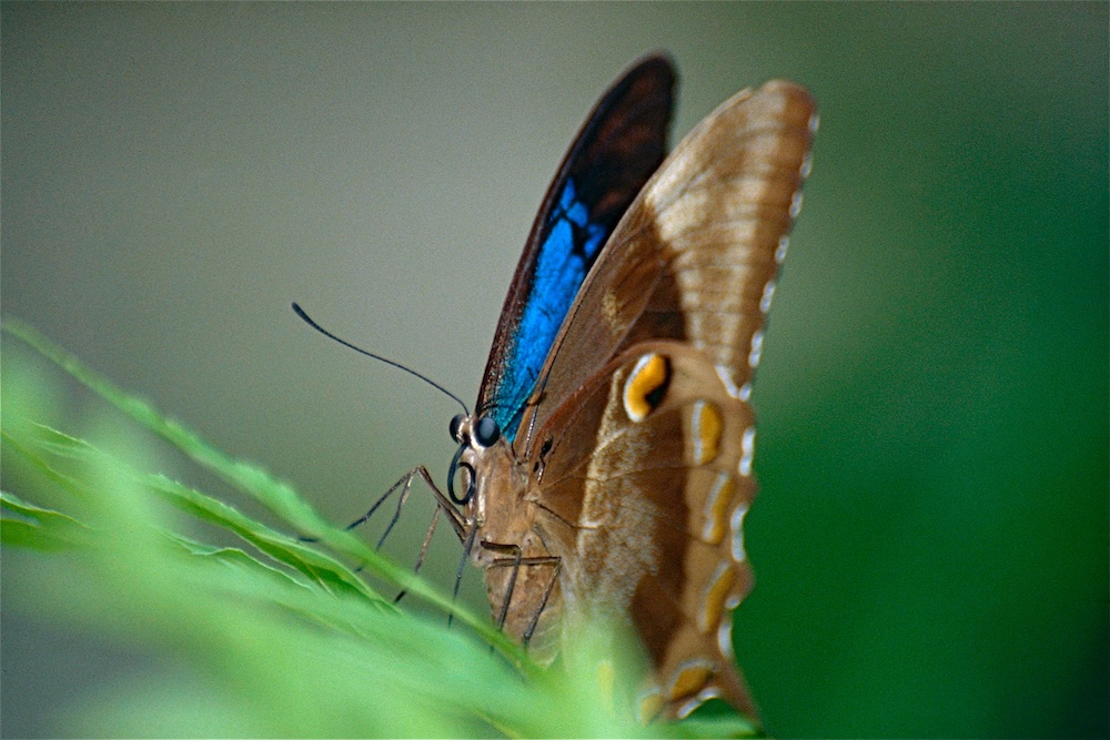Ulysses butterfly - Australian pollinator