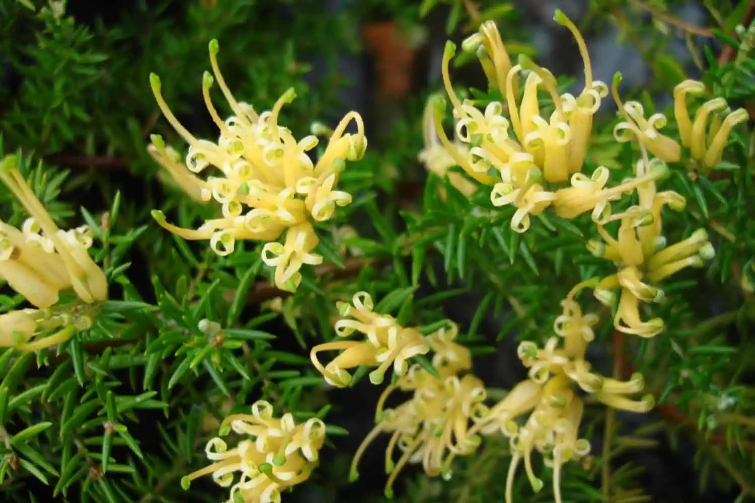Melbourne flowers to plant in winter - Gold Cluster™ Grevillea juniperina ‘H22’ PBR