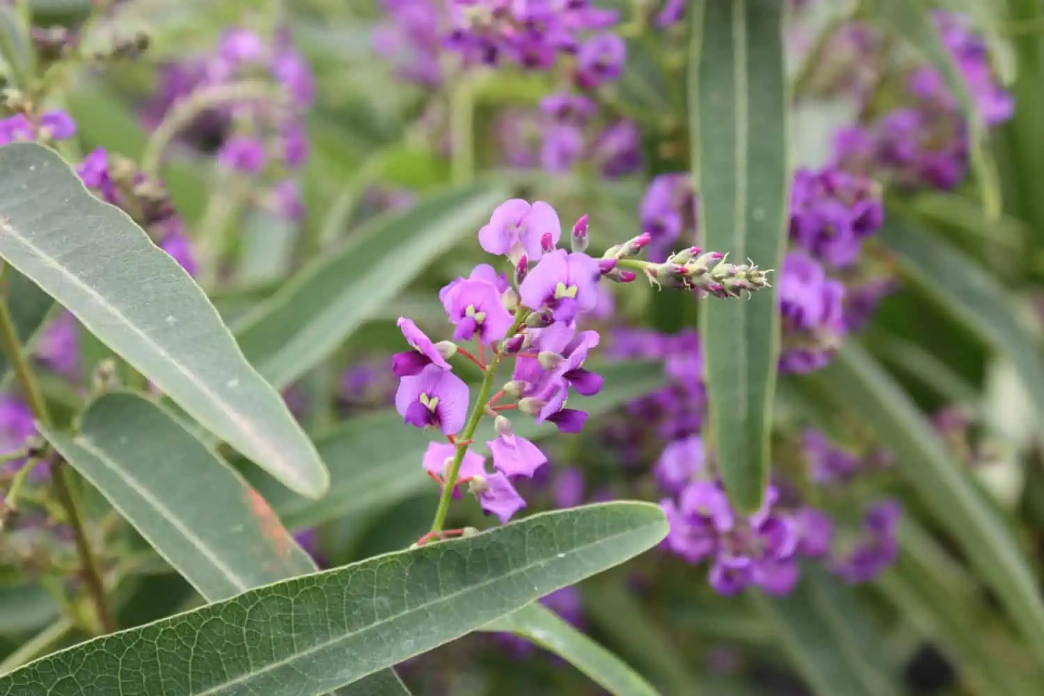 Melbourne flowers to plant in winter - Meema™ Hardenbergia violacea ‘HB1’ PBR