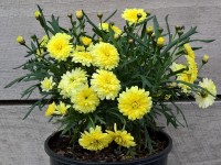 SUN ZEST™ Argyranthemum ‘ARGY 215’ PBR