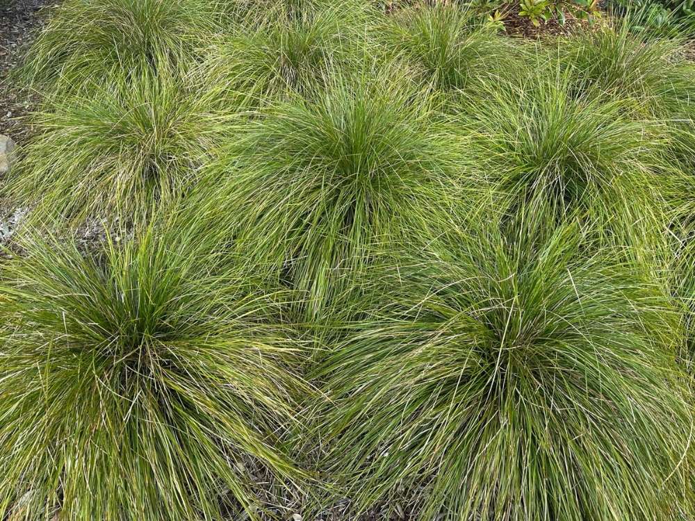 Lomandra Lady Tanika