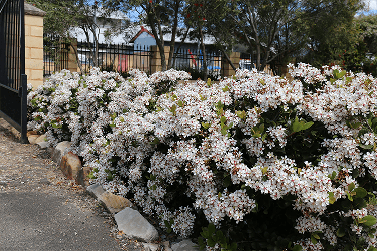 ◼︎ さき ◼︎ 桜　スノーホワイト　エンボスフラワー　（３セット） COSMIC WHITE™ Rhaphiolepis is a super tough shrub with masses of